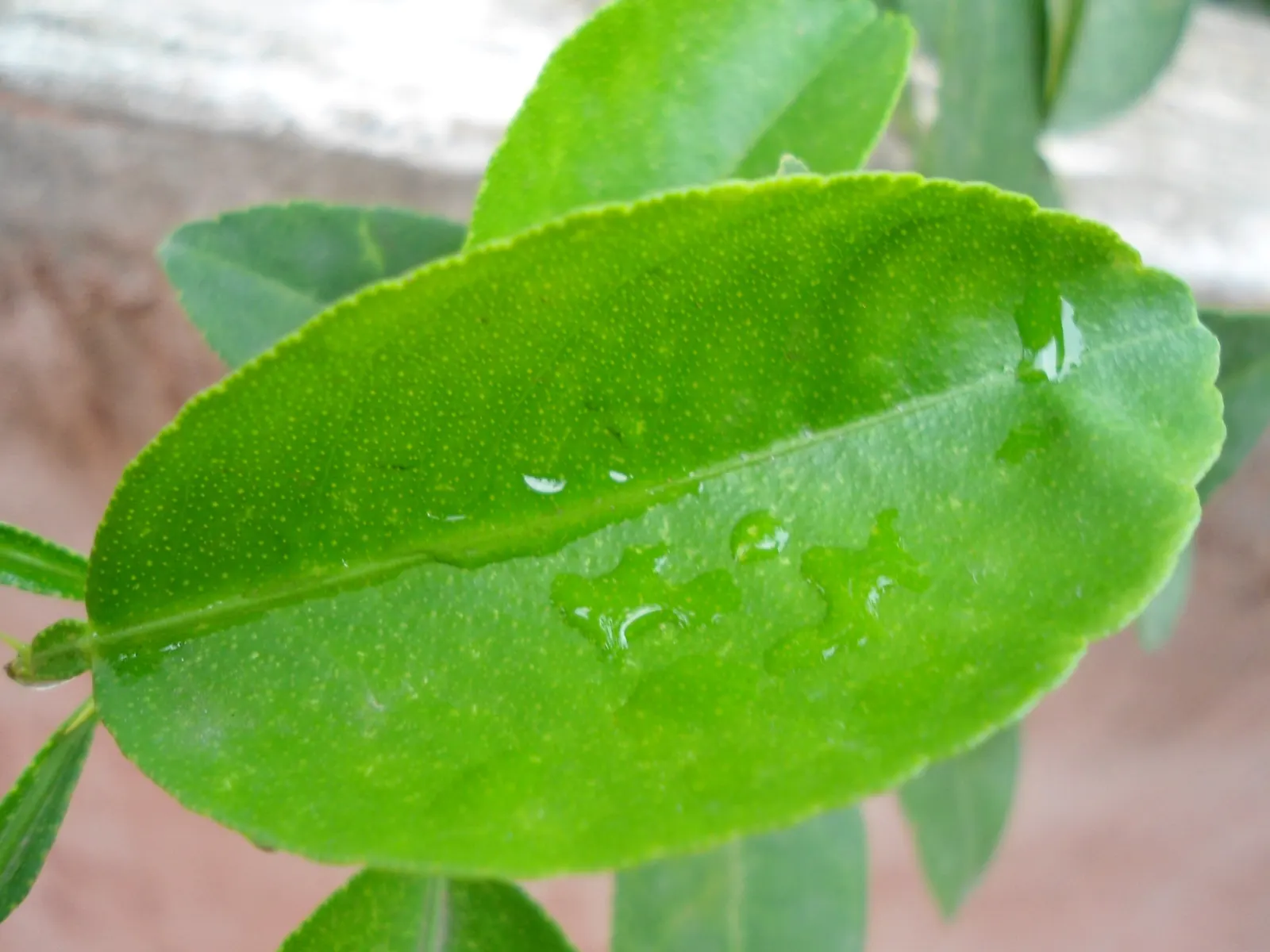 Persian Lime (Citrus X Latifolia) — This moderate-sized evergreen can reach up to 15-20 feet high and wide