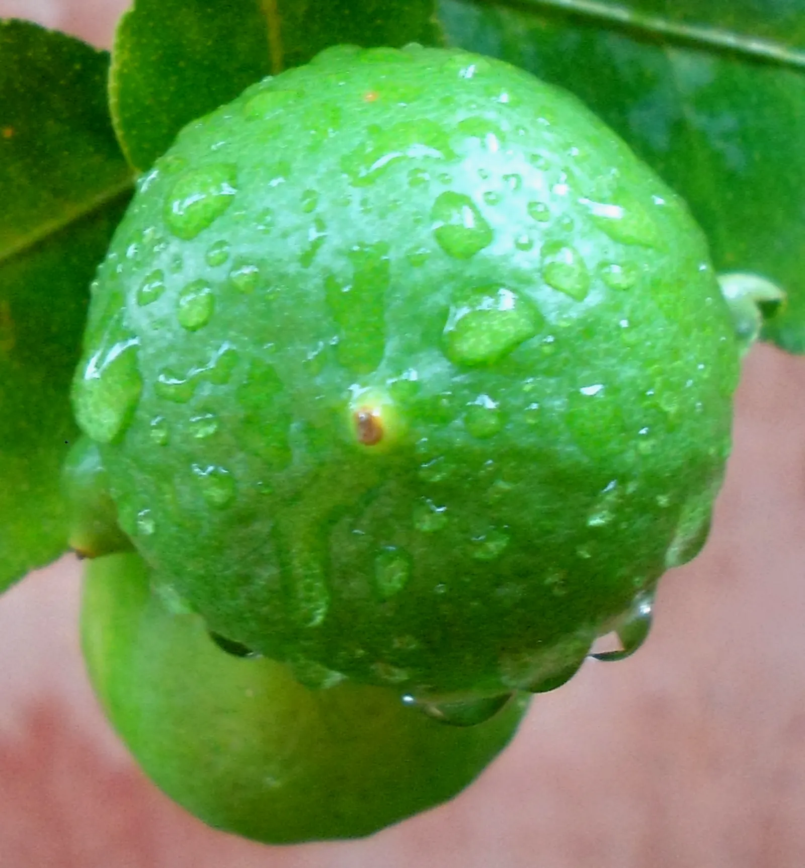Persian Lime (Citrus X Latifolia) — it's important to factor in that the Persian Lime is a mid-sized; juicy fruits and aromatic leaves