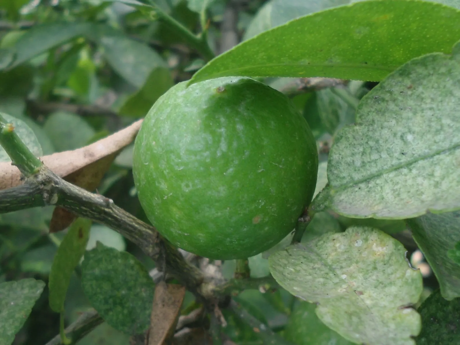 Persian Lime (Citrus X Latifolia) — juicy fruits and aromatic leaves