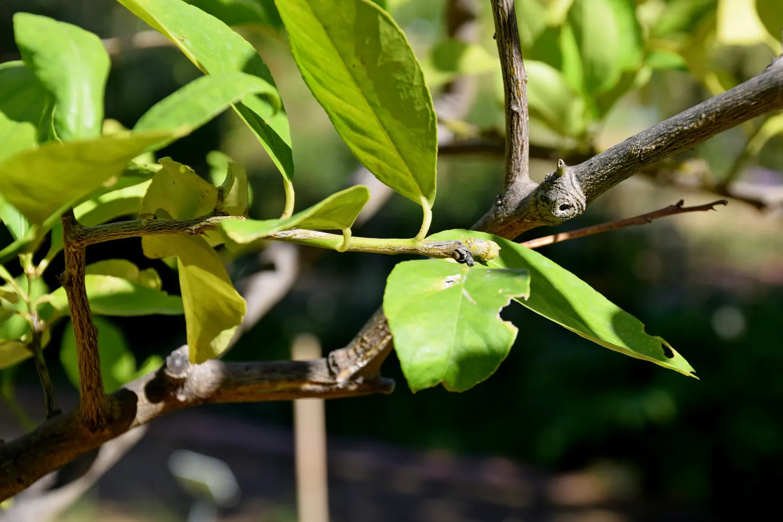 Persian Lime (Citrus X Latifolia) — evergreen tree that can reach heights of between 15 to 20 feet with a similar spread