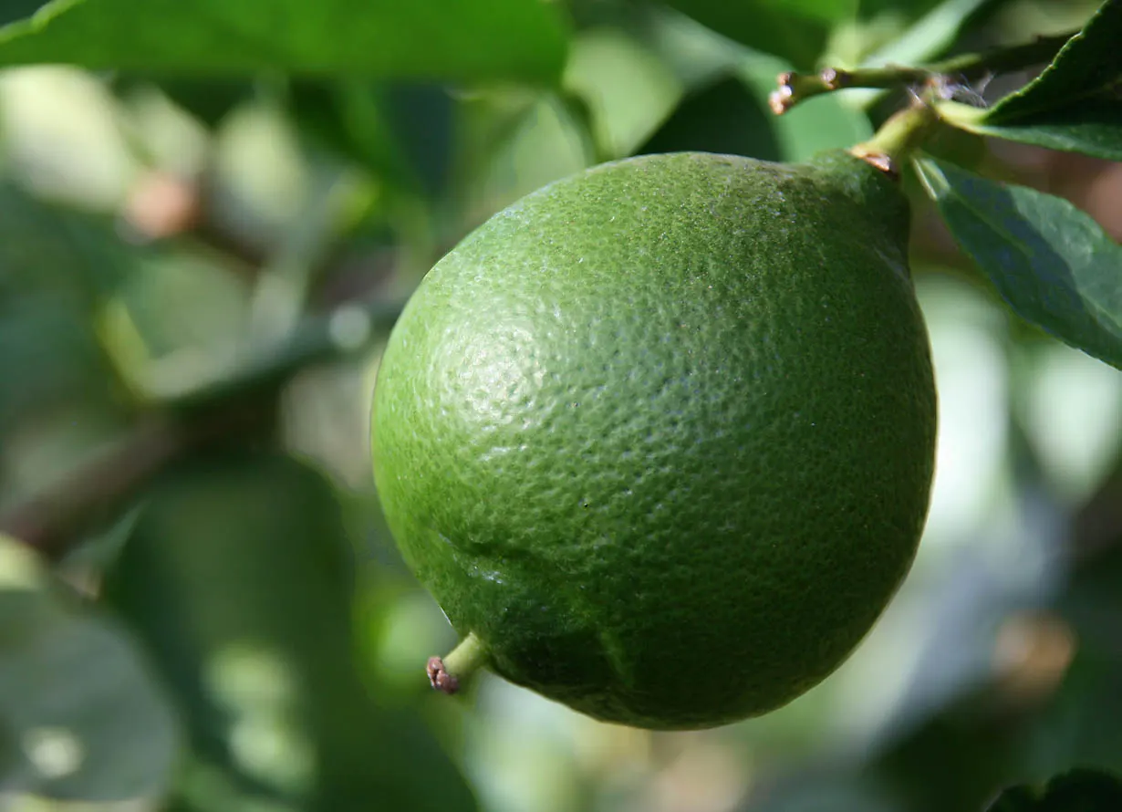 Persian Lime (Citrus X Latifolia) — scientifically named Citrus x latifolia; this moderate-sized evergreen can reach up to 15-20 feet high and wide