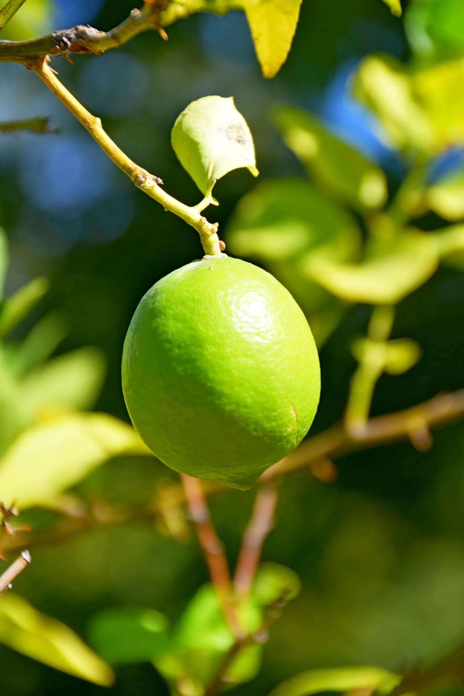 Persian Lime (Citrus X Latifolia) — This lime variety boasts a medium-sized