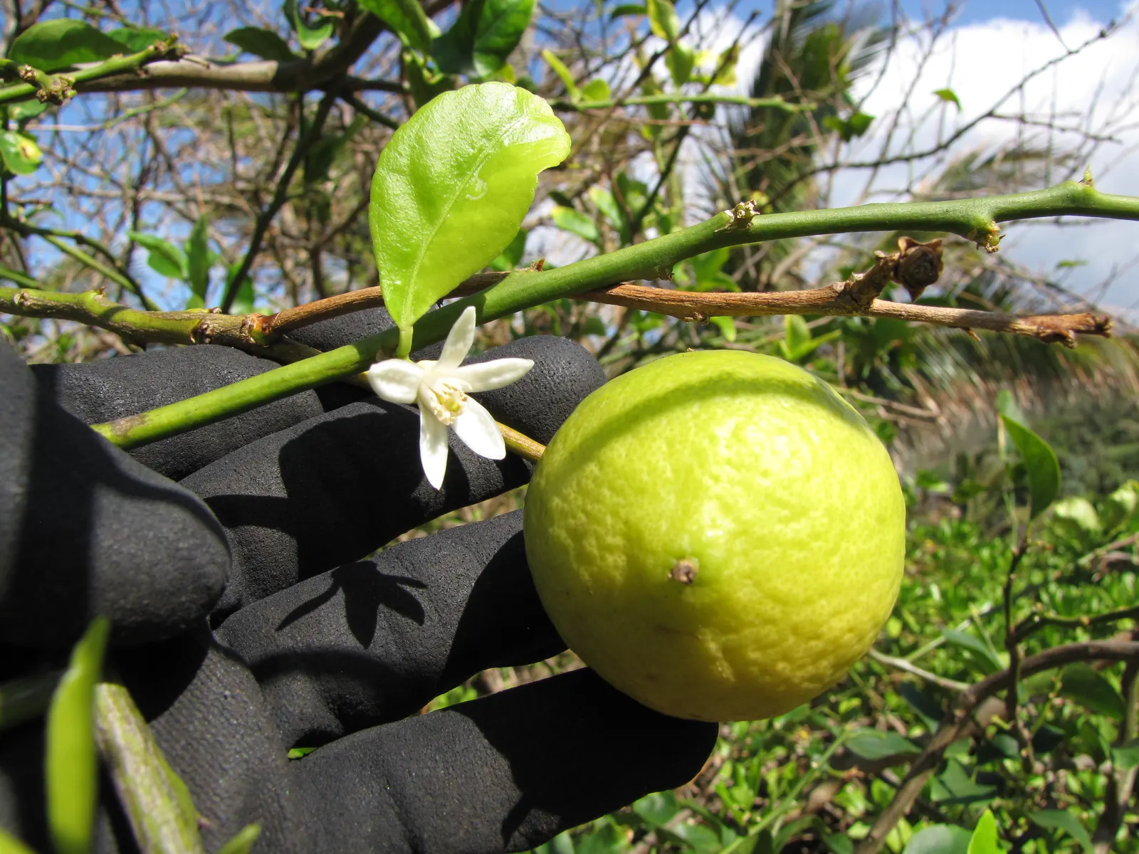 Persian Lime (Citrus X Latifolia) — sunny landscapes in USDA zones 9-11; regular pruning can maintain a desired shape and size