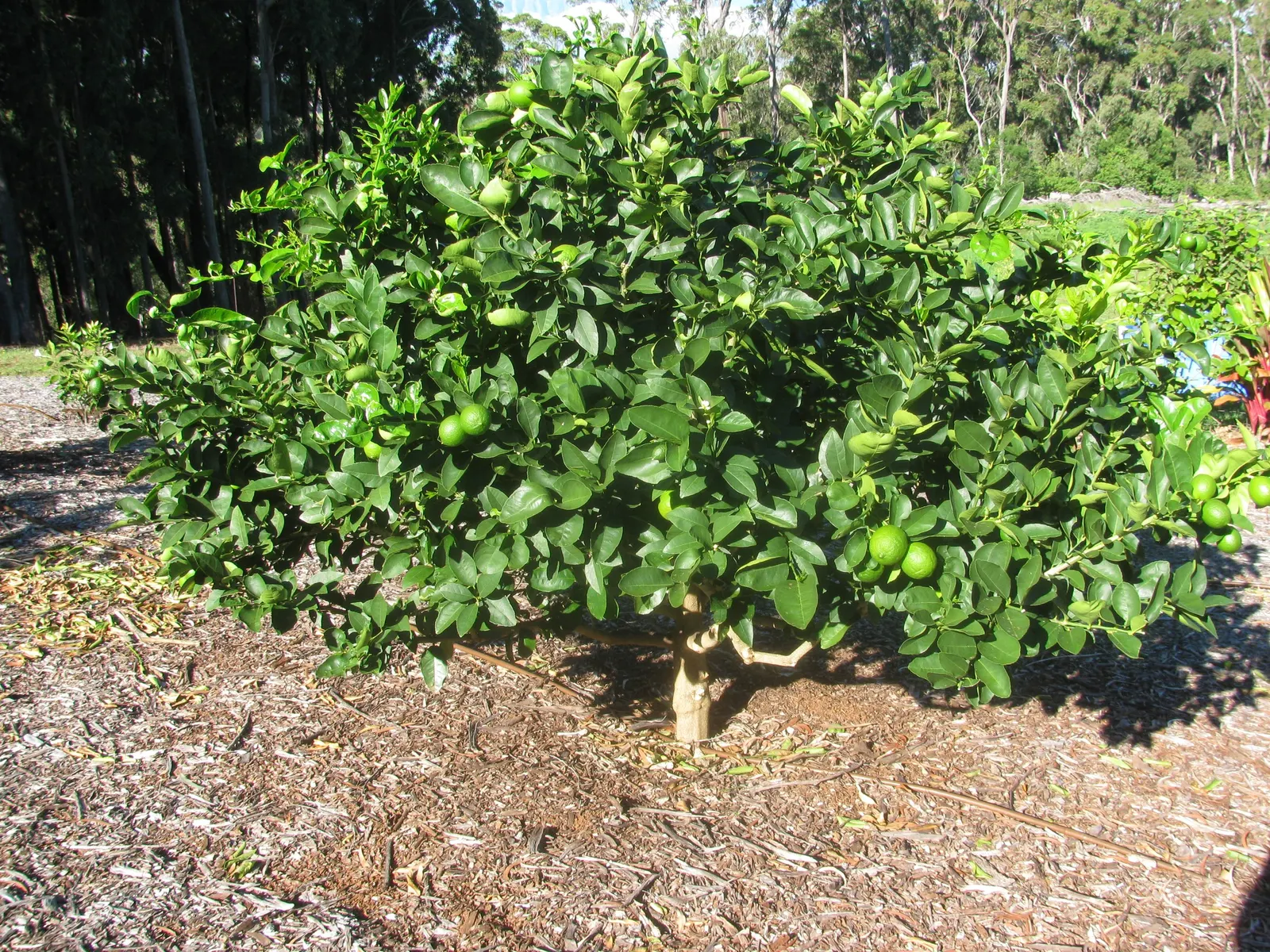Persian Lime (Citrus X Latifolia) — ensuring the tree integrates smoothly into their landscape vision