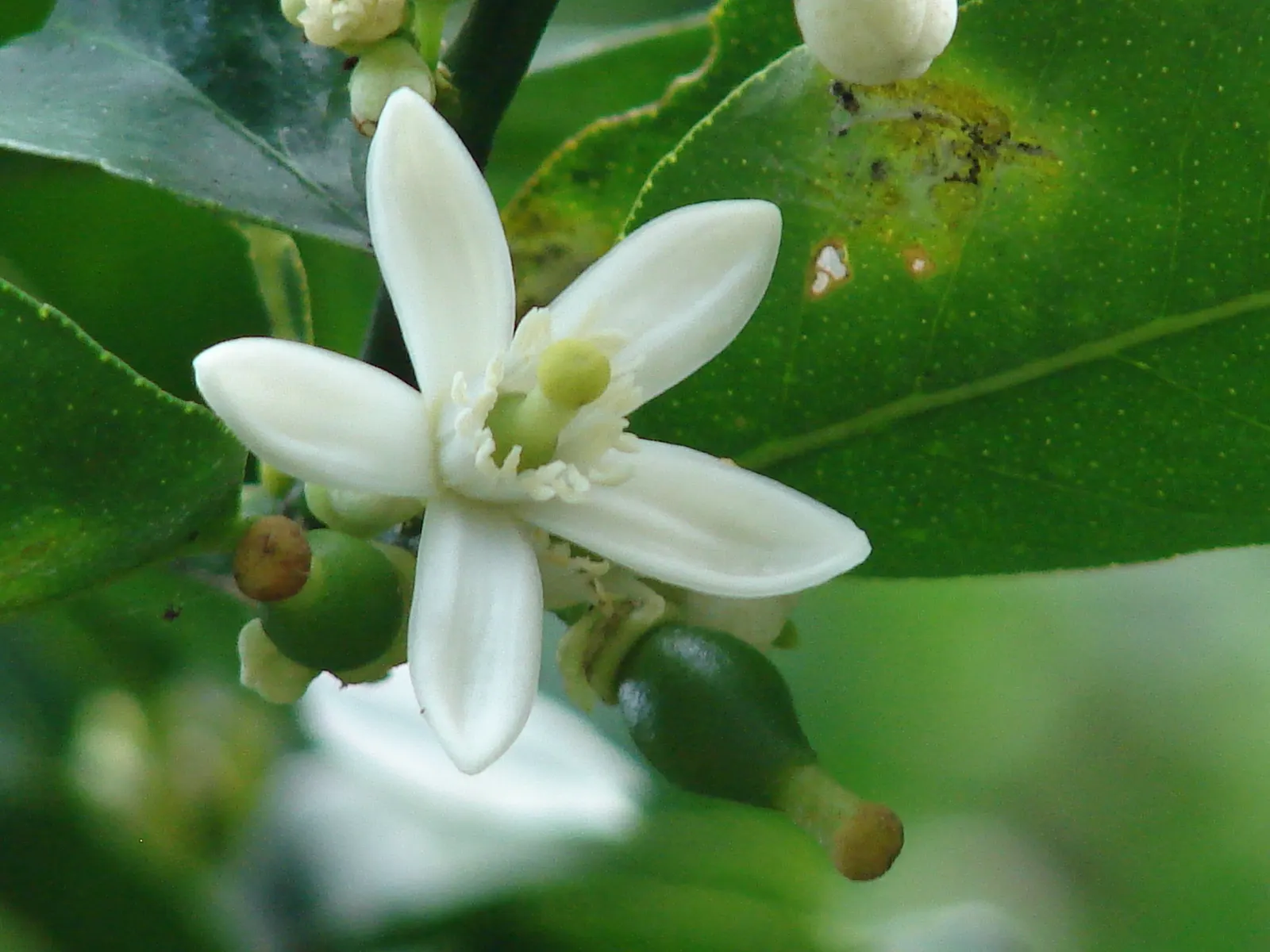 Persian Lime (Citrus X Latifolia) — tree for full