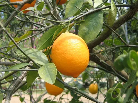 Persian Lime (Citrus X Latifolia) — oval shape with a bright green