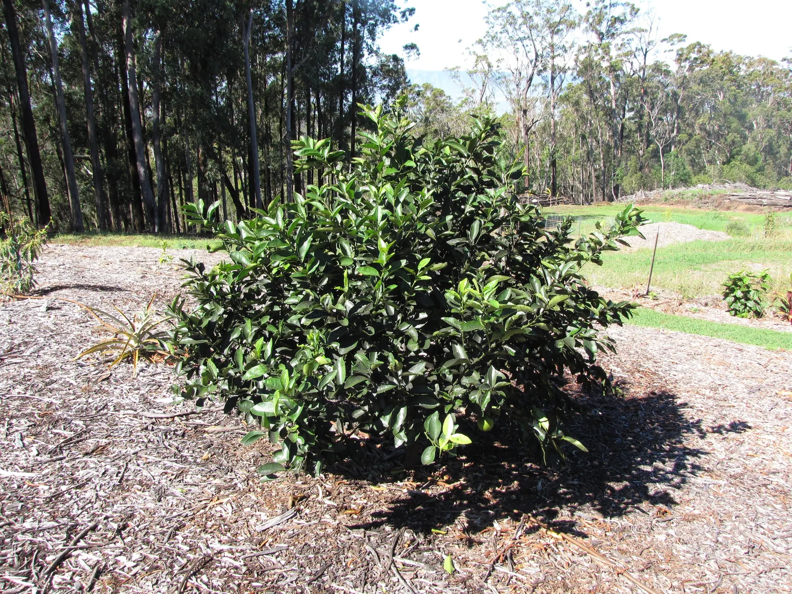 Persian Lime (Citrus X Latifolia) — white flowers in the garden