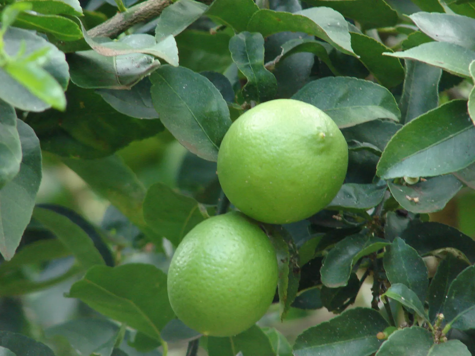 Persian Lime (Citrus X Latifolia) — It flourishes in full sun, preferring well-drained soil with consistent moisture