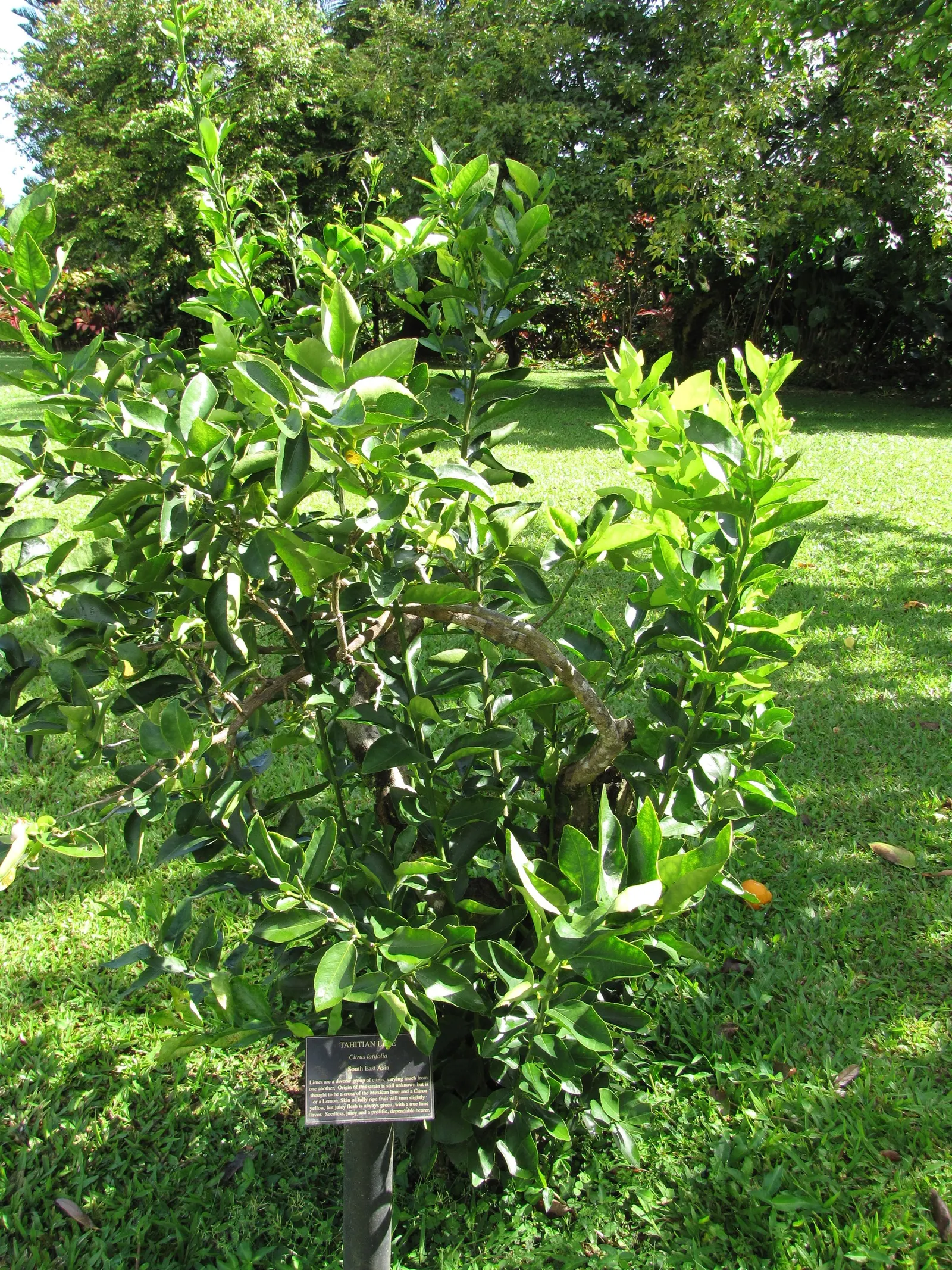 Persian Lime (Citrus X Latifolia) — is a hybrid citrus fruit known for its seedless nature and robust flavor; which has made it a favorite in culinary