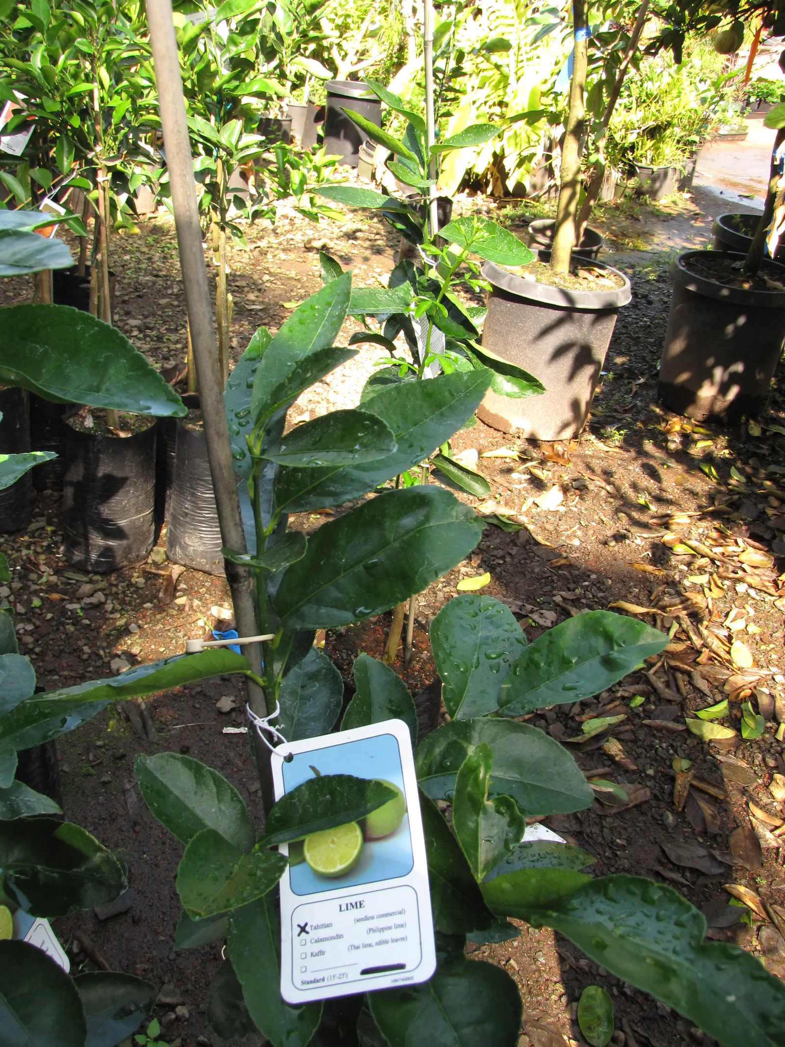 Persian Lime (Citrus X Latifolia) — and glossy skin that turns yellow as it reaches full maturity, image 38