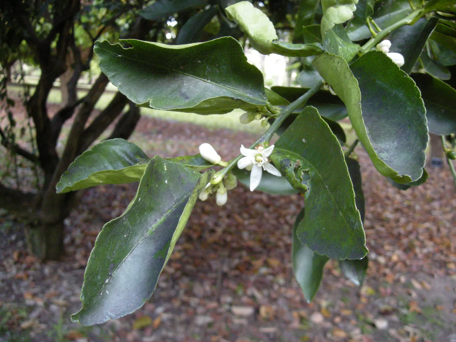 Persian Lime (Citrus X Latifolia) — which has made it a favorite in culinary applications