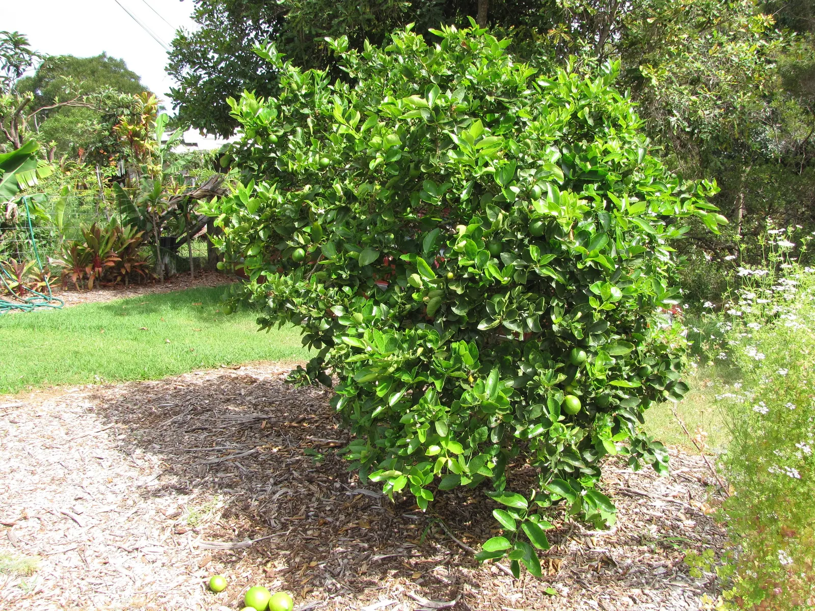 Persian Lime (Citrus X Latifolia) — it's important to factor in that the Persian Lime is a mid-sized