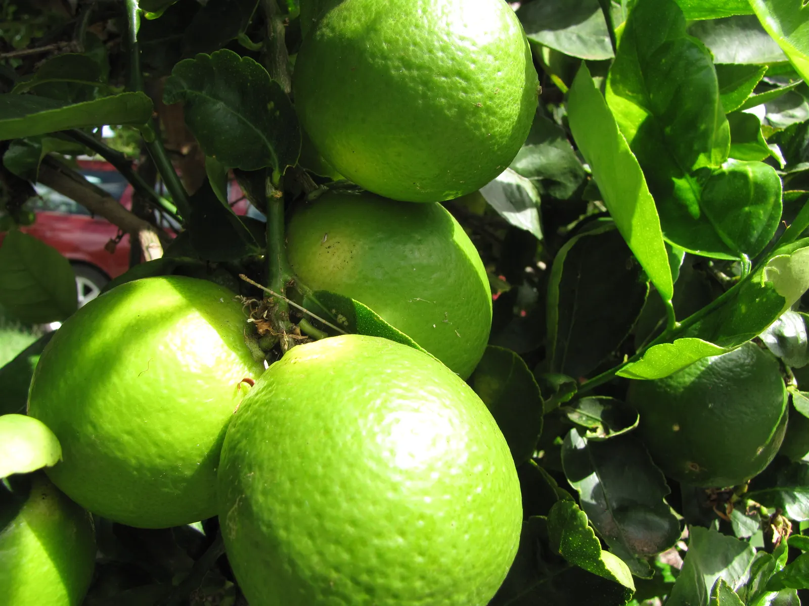 Persian Lime (Citrus X Latifolia) — so it provides both aesthetic appeal and functional shade