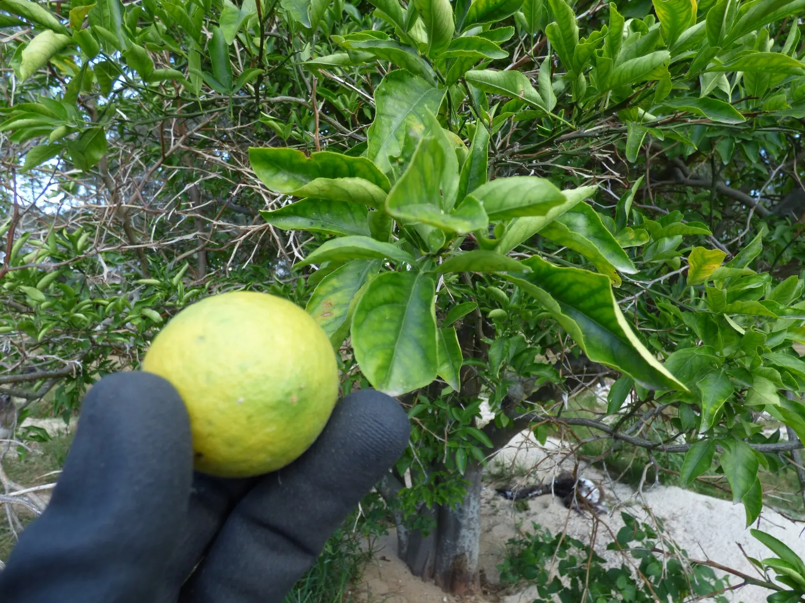 Persian Lime (Citrus X Latifolia) — Typical size for the fruit ranges from 2 to 2.5 inches in diameter.<br><br>When designing a landscape