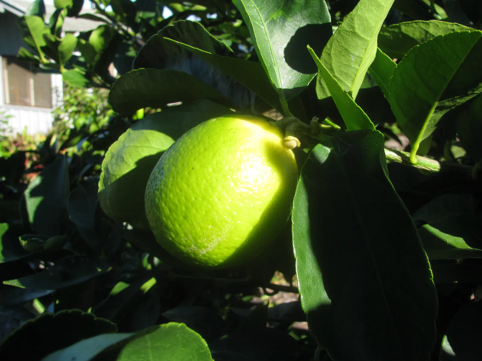 Persian Lime (Citrus X Latifolia) — juicy fruits and aromatic leaves; this lime variety boasts a medium-sized