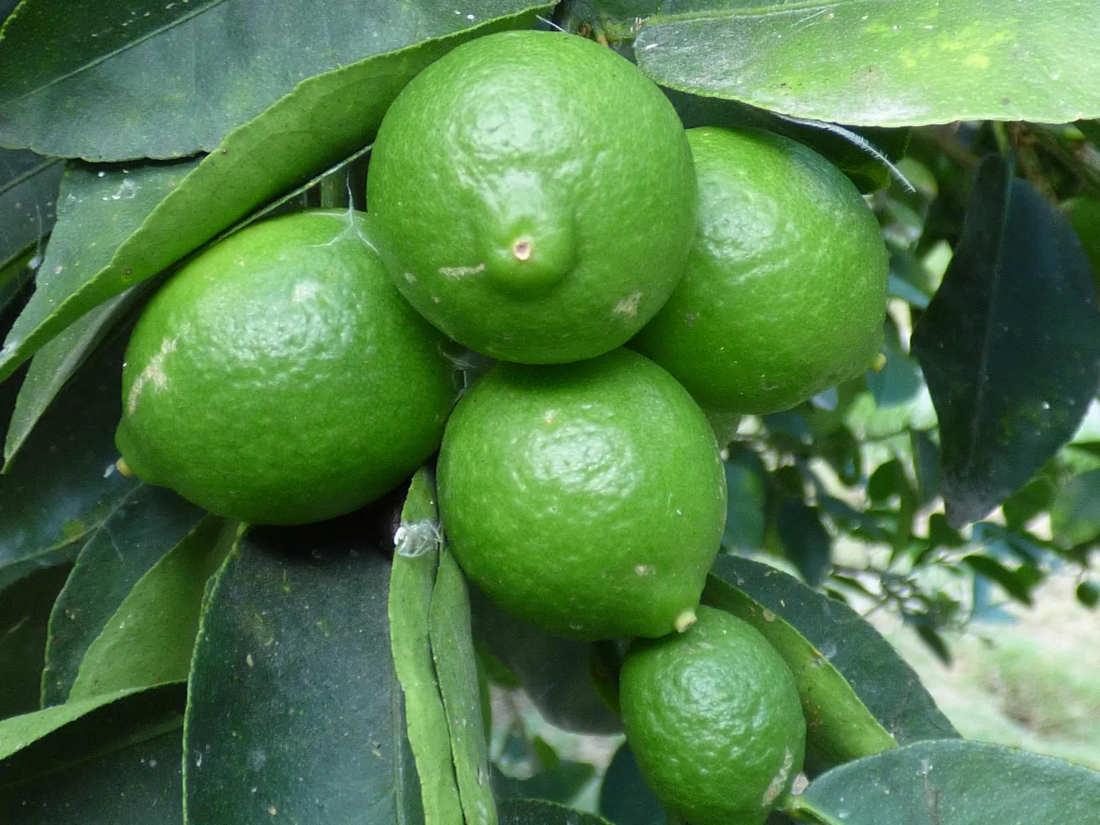 Persian Lime (Citrus X Latifolia) — while fragrant white blossoms and vibrant green limes add year-round interest