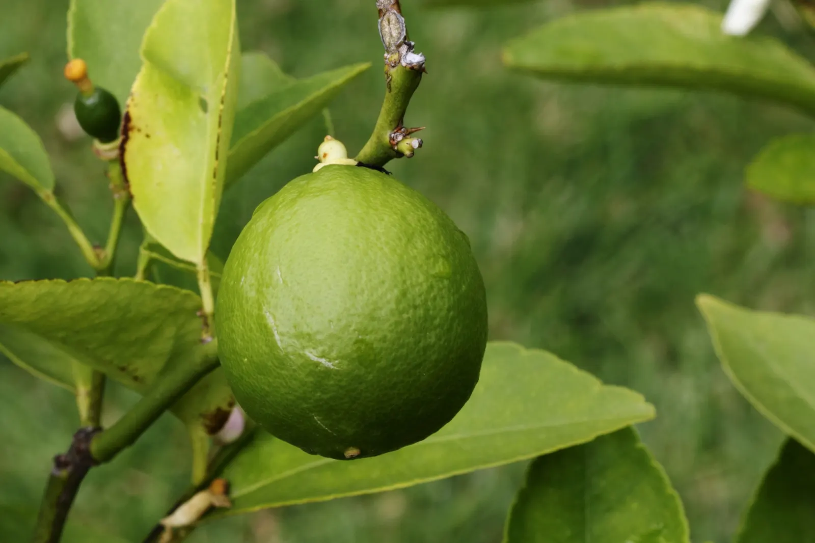 Persian Lime (Citrus X Latifolia) — scientifically named Citrus x latifolia