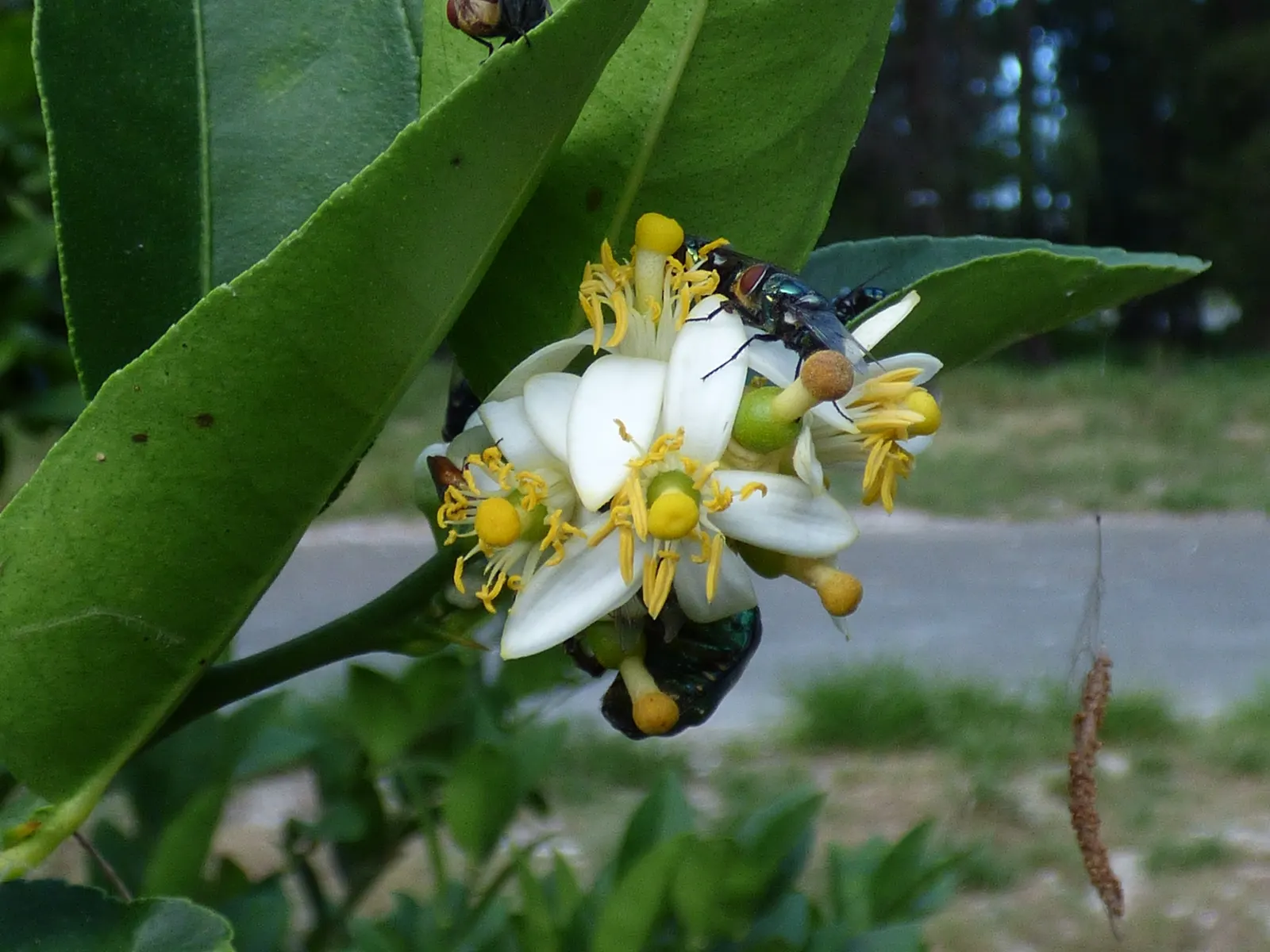 Persian Lime (Citrus X Latifolia) — Its dense foliage comprises dark green leaves that measure approximately 2.5 to 4.5 inches long