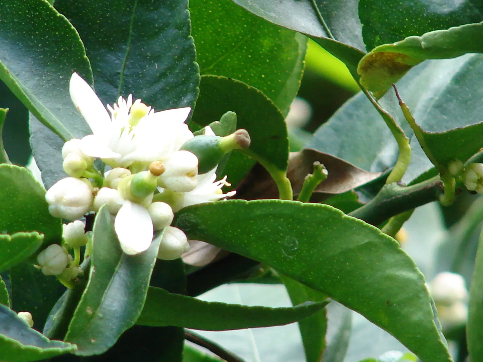 Persian Lime (Citrus X Latifolia) — which has made it a favorite in culinary applications; so it provides both aesthetic appeal and functional shade
