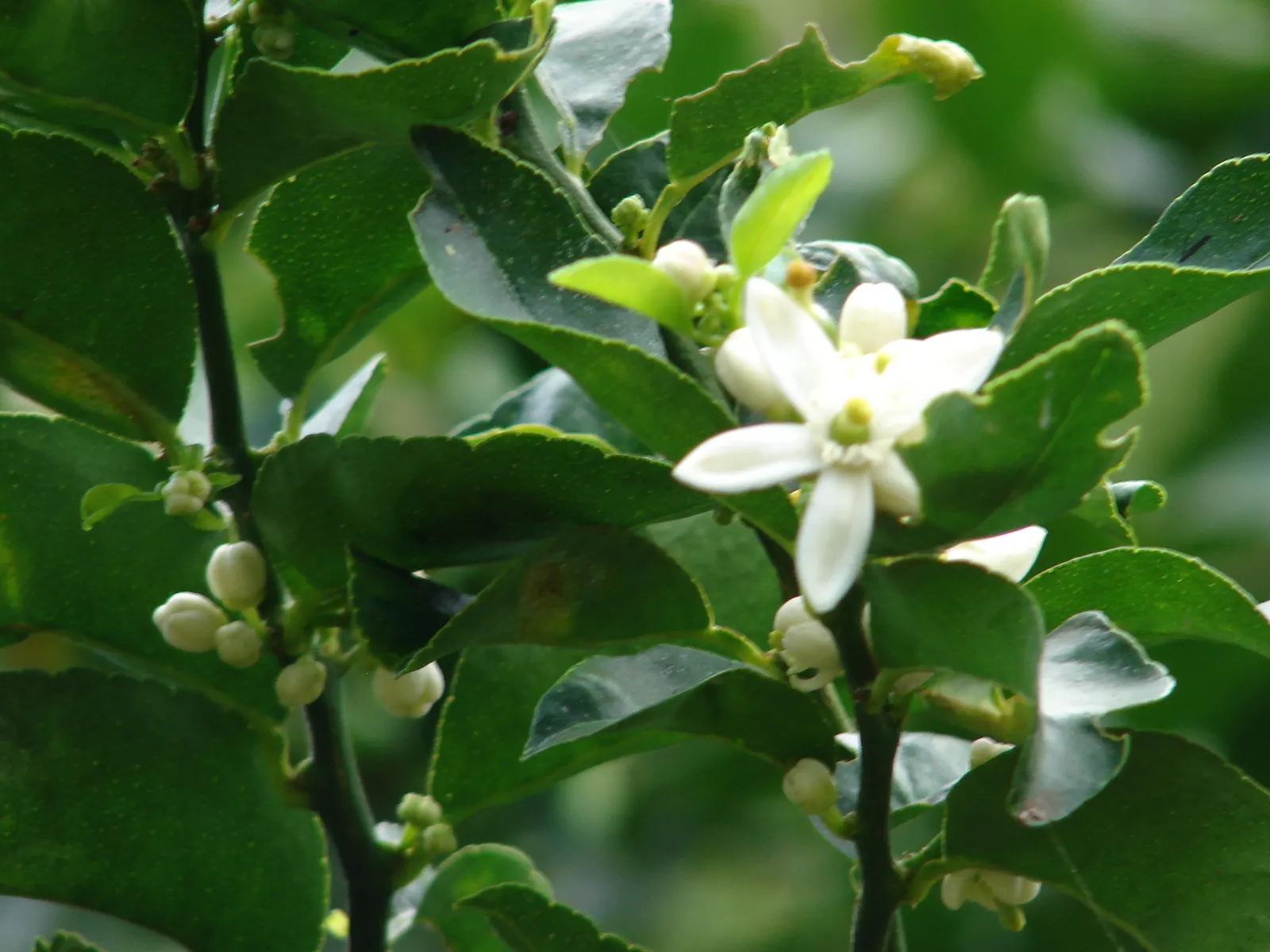 Persian Lime (Citrus X Latifolia) — oval shape with a bright green; while fragrant white blossoms and vibrant green limes add year-round interest