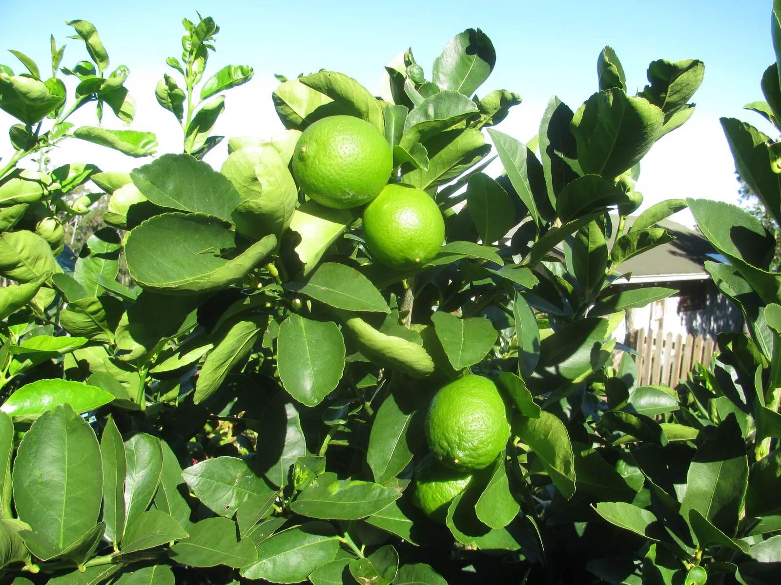 Persian Lime (Citrus X Latifolia) — Persian Lime (Citrus x latifolia) is a hybrid citrus fruit treasured for its seedless; it flourishes in full sun