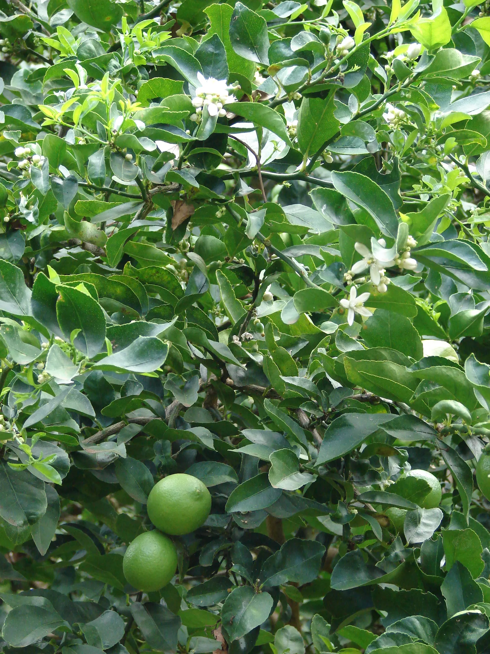 Persian Lime (Citrus X Latifolia) — tree with white blooms