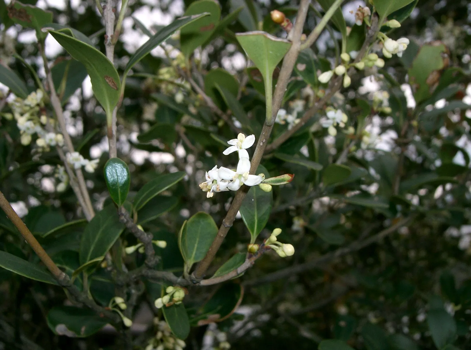 Round-Leaf Tea Olive. (Osmanthus heterophyllus 'Rotundifolius') — reaching 4-6 ft in height and spread