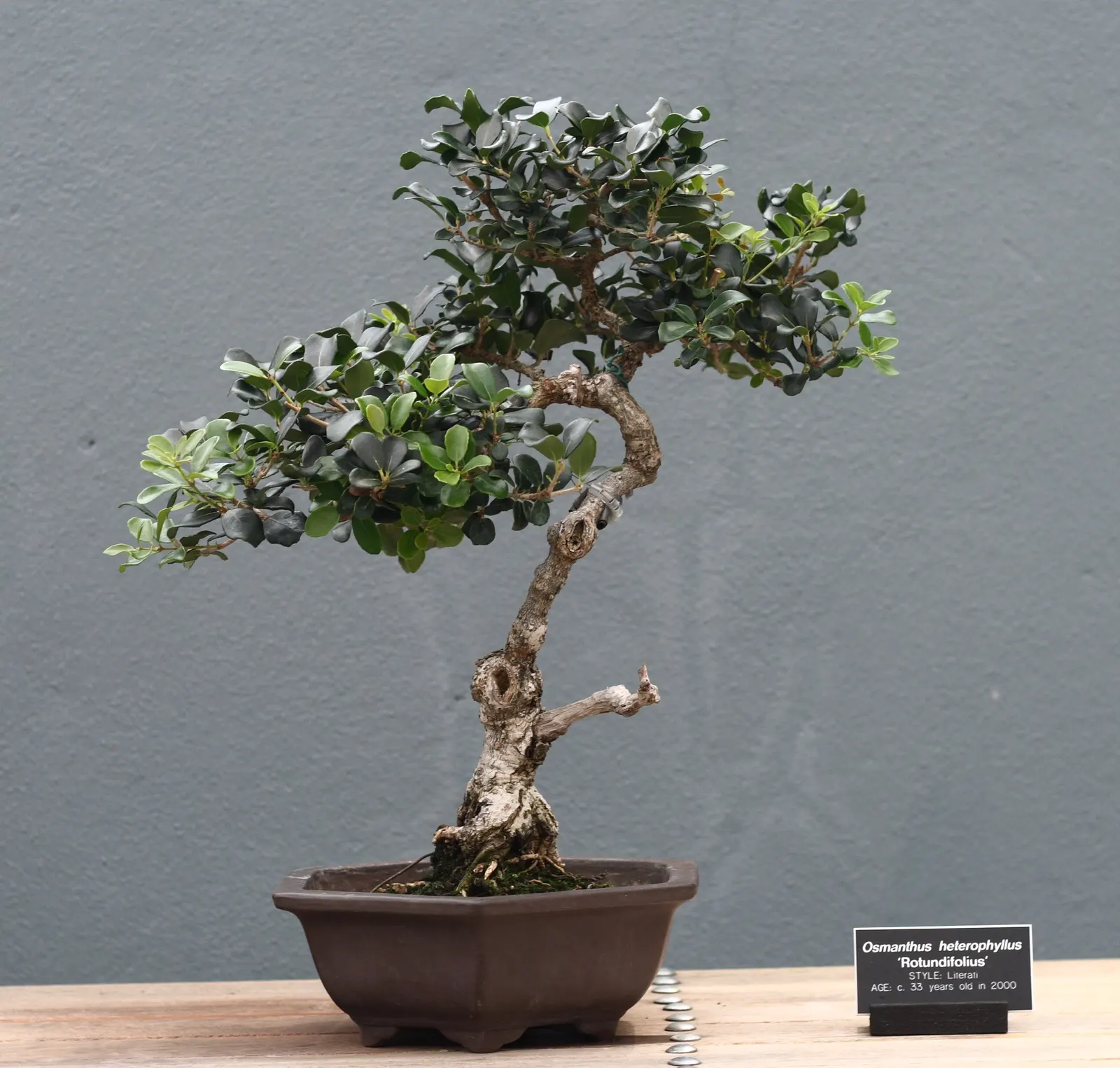 Round-Leaf Tea Olive. (Osmanthus heterophyllus 'Rotundifolius') — Osmanthus heterophyllus 'Rotundifolius,' is an evergreen shrub notable for its dense