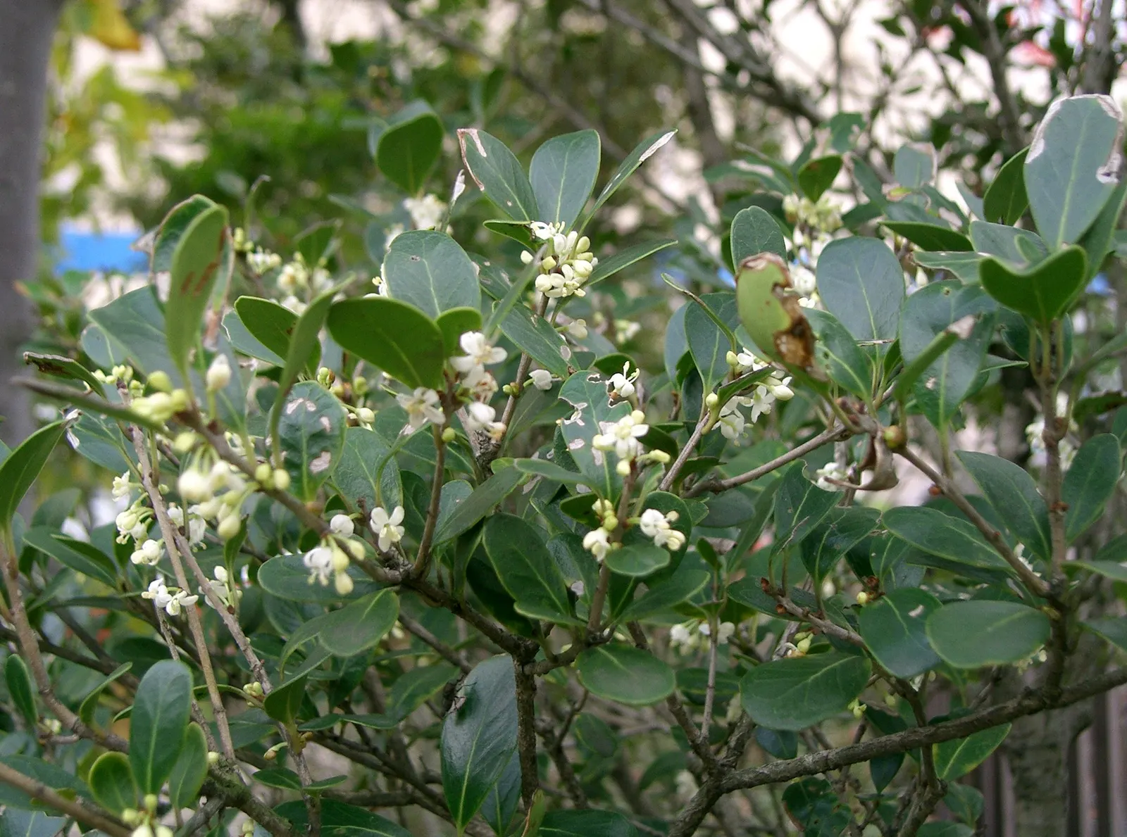 Round-Leaf Tea Olive. (Osmanthus heterophyllus 'Rotundifolius') — Ideal for hedges or foundation plantings