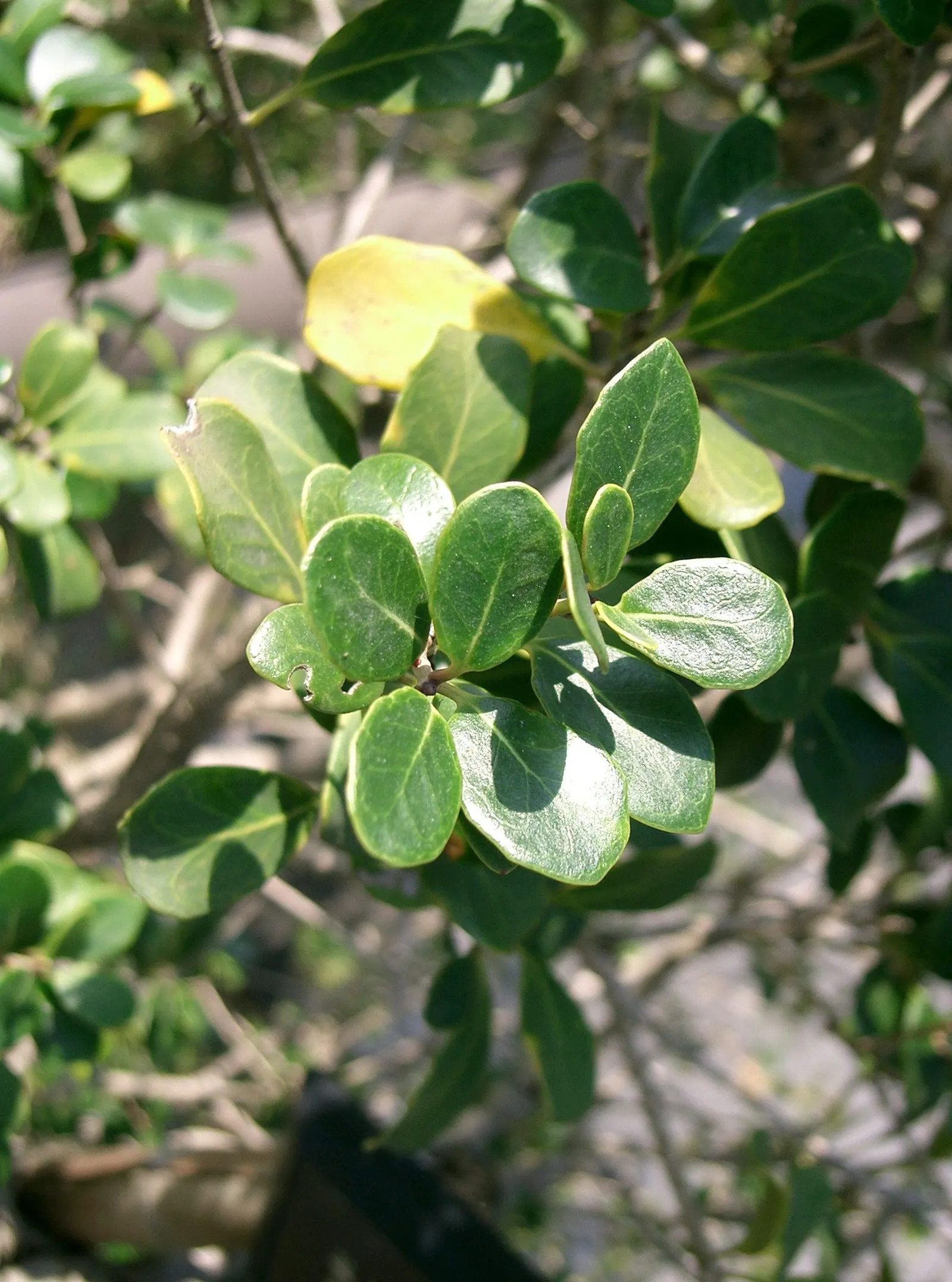 Round-Leaf Tea Olive. (Osmanthus heterophyllus 'Rotundifolius') — it thrives in partial to full sun and well-drained soil