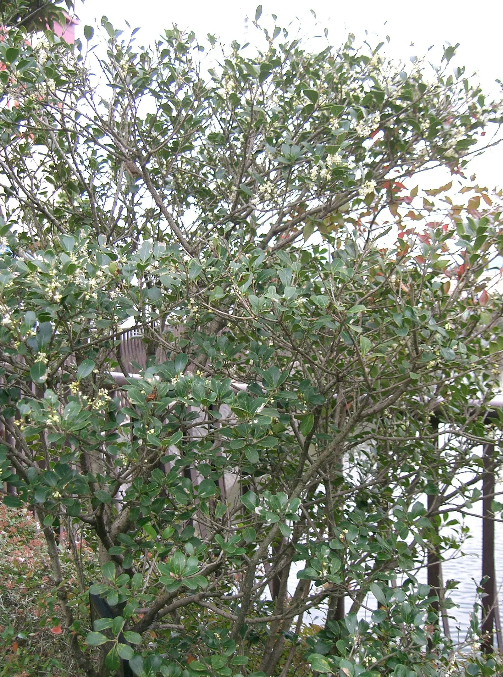 Round-Leaf Tea Olive. (Osmanthus heterophyllus 'Rotundifolius') — Its leathery, glossy leaves are uniquely circular, complemented by small, fragrant white