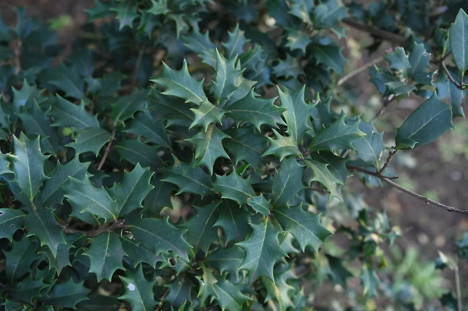 Round-Leaf Tea Olive. (Osmanthus heterophyllus 'Rotundifolius') — year-round feature to the garden