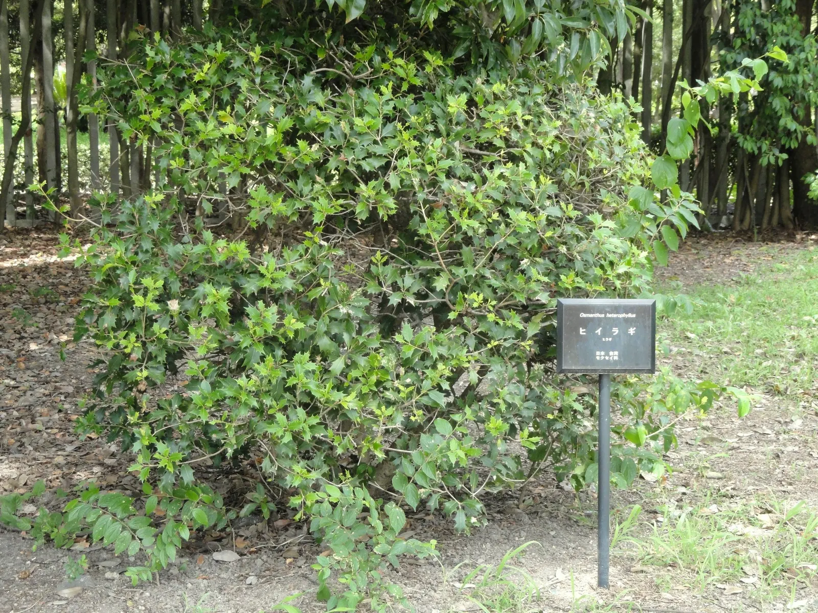 Round-Leaf Tea Olive. (Osmanthus heterophyllus 'Rotundifolius') — Diverging from the typical pointed leaves of its species