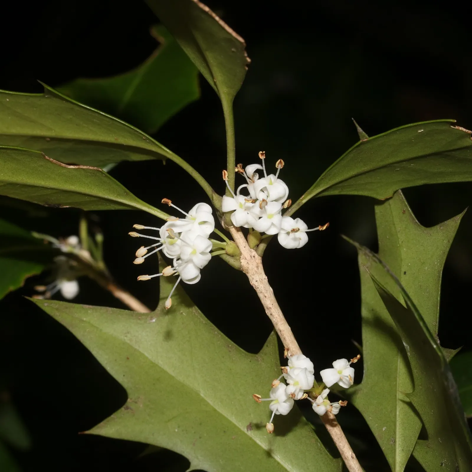 Round-Leaf Tea Olive. (Osmanthus heterophyllus 'Rotundifolius') — though it is adaptable and can flourish in partial shade too.<br><br>Annually