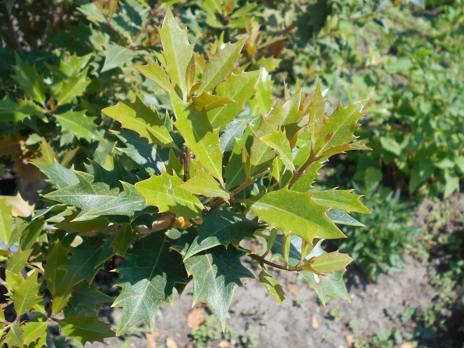 Round-Leaf Tea Olive. (Osmanthus heterophyllus 'Rotundifolius') — almost lustrously rounded foliage that is finely toothed