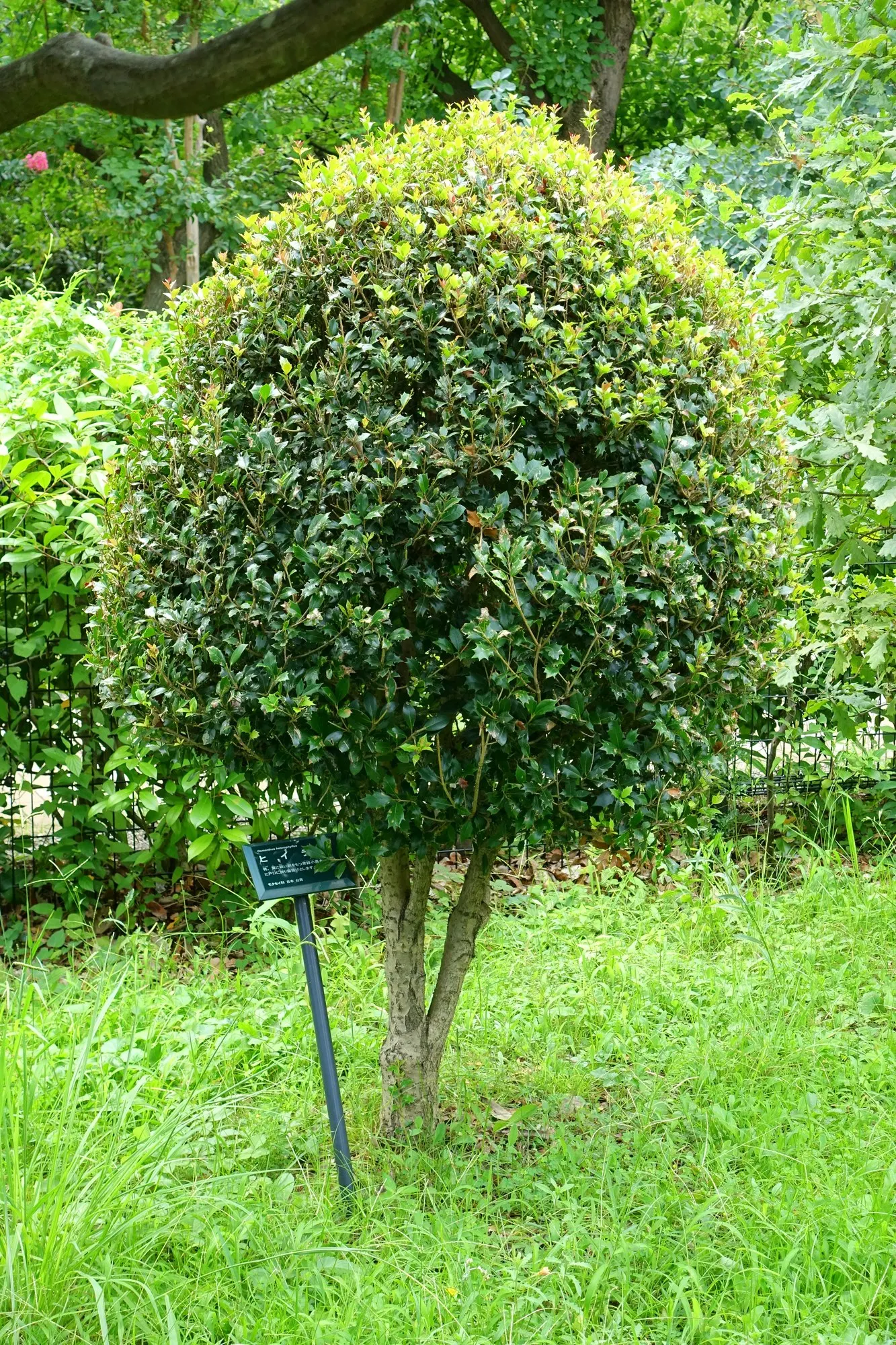 Round-Leaf Tea Olive. (Osmanthus heterophyllus 'Rotundifolius') — sweet scent that can enliven a garden space