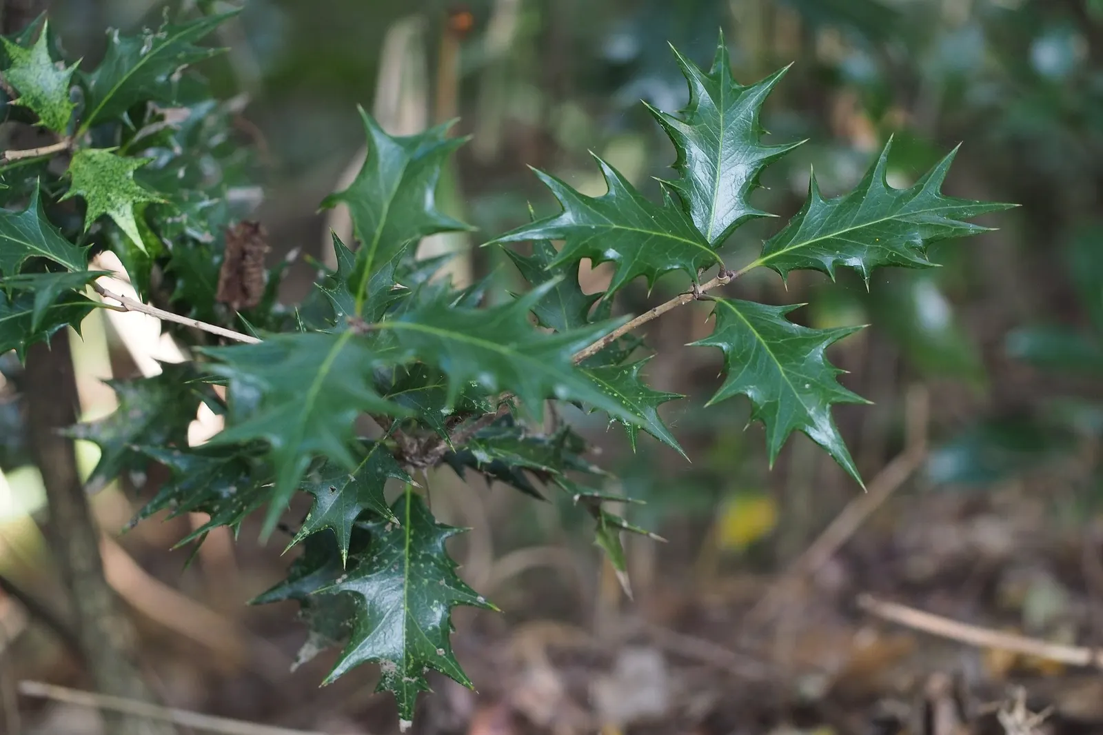 Round-Leaf Tea Olive. (Osmanthus heterophyllus 'Rotundifolius') — scientifically designated as Osmanthus heterophyllus 'Rotundifolius'