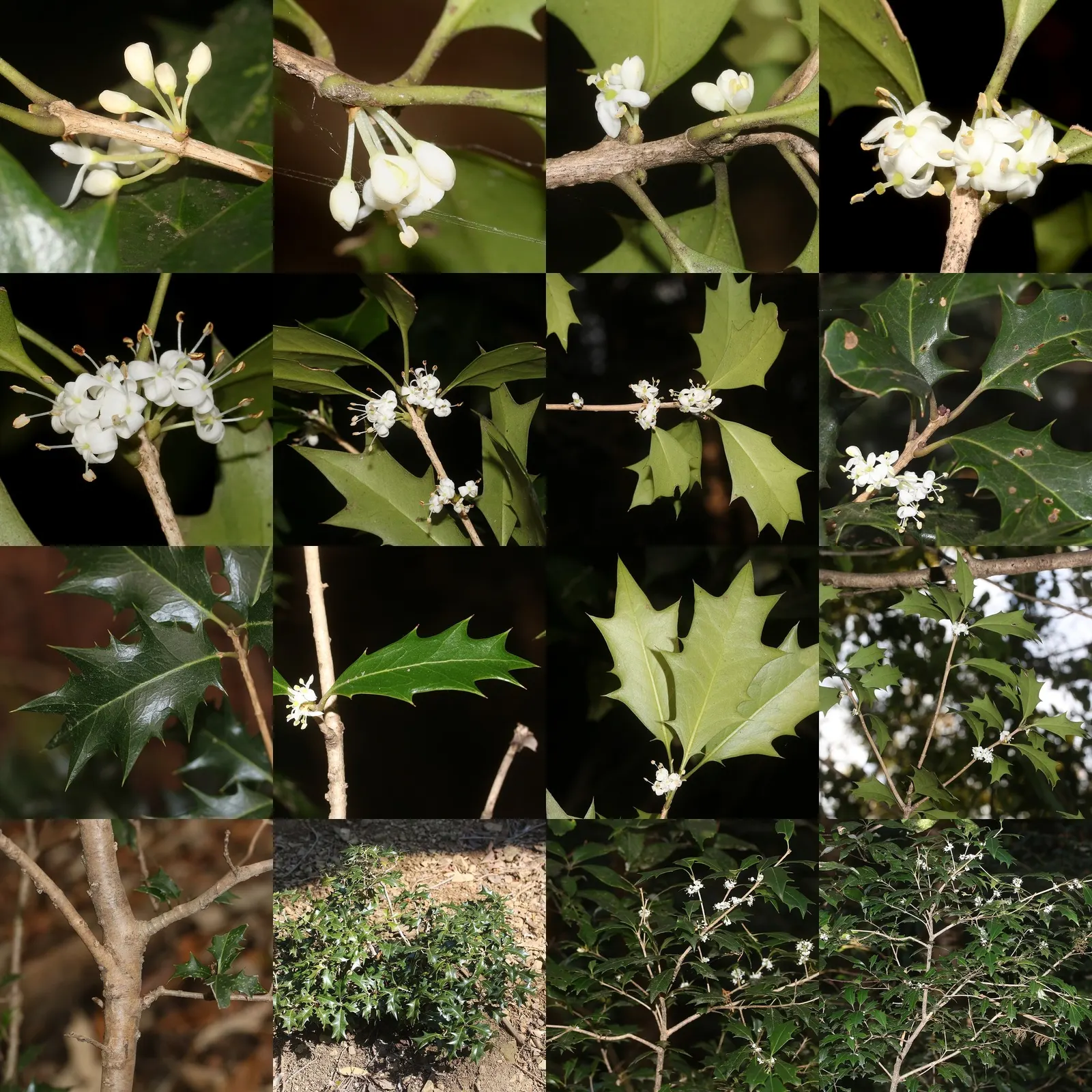 Round-Leaf Tea Olive. (Osmanthus heterophyllus 'Rotundifolius') — white flowers in the garden