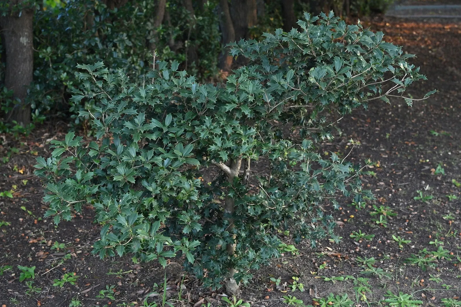 Round-Leaf Tea Olive. (Osmanthus heterophyllus 'Rotundifolius') — as long as they are well-drained