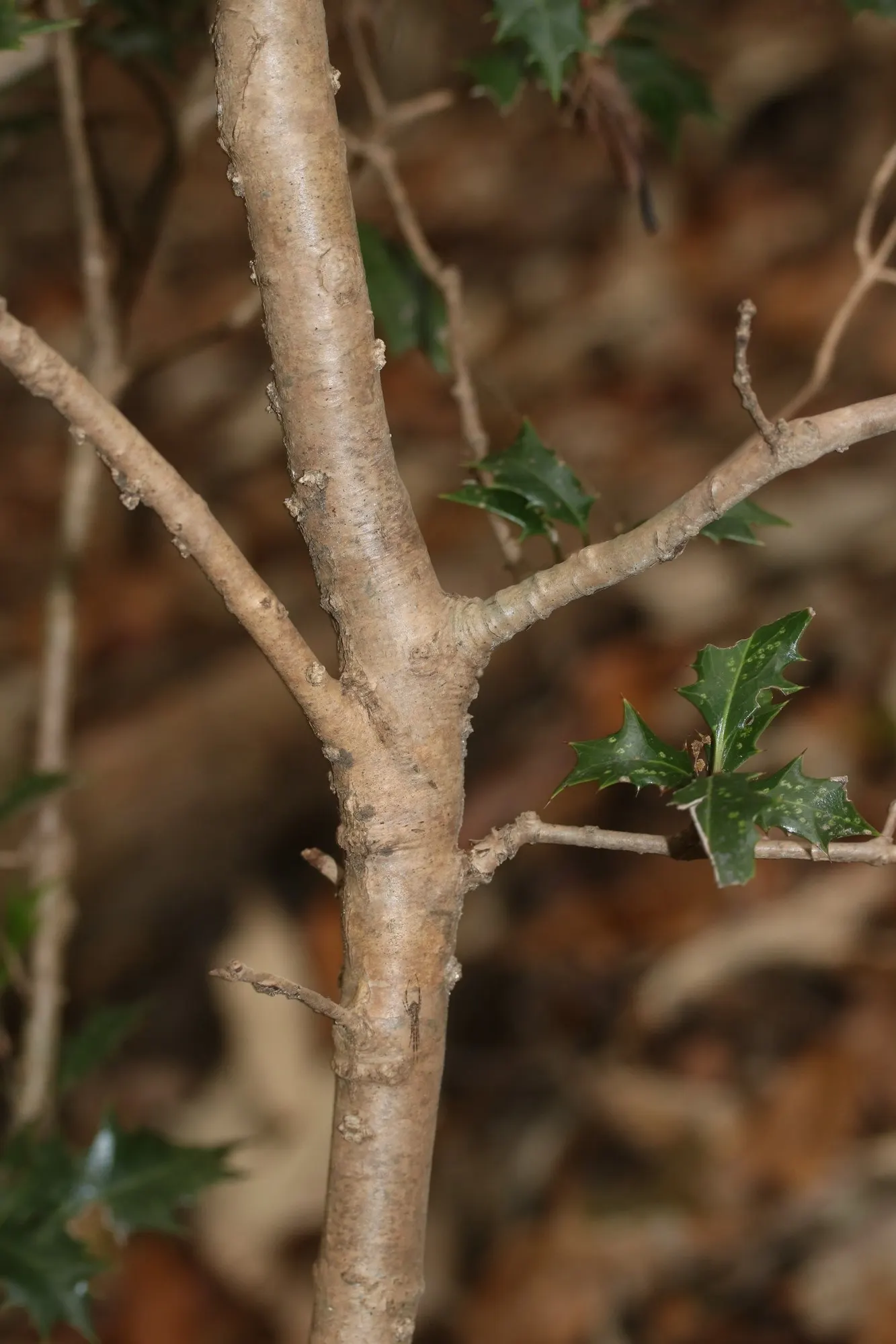 Round-Leaf Tea Olive. (Osmanthus heterophyllus 'Rotundifolius') — its adaptability to formal or informal designs makes it a versatile choice for foundation