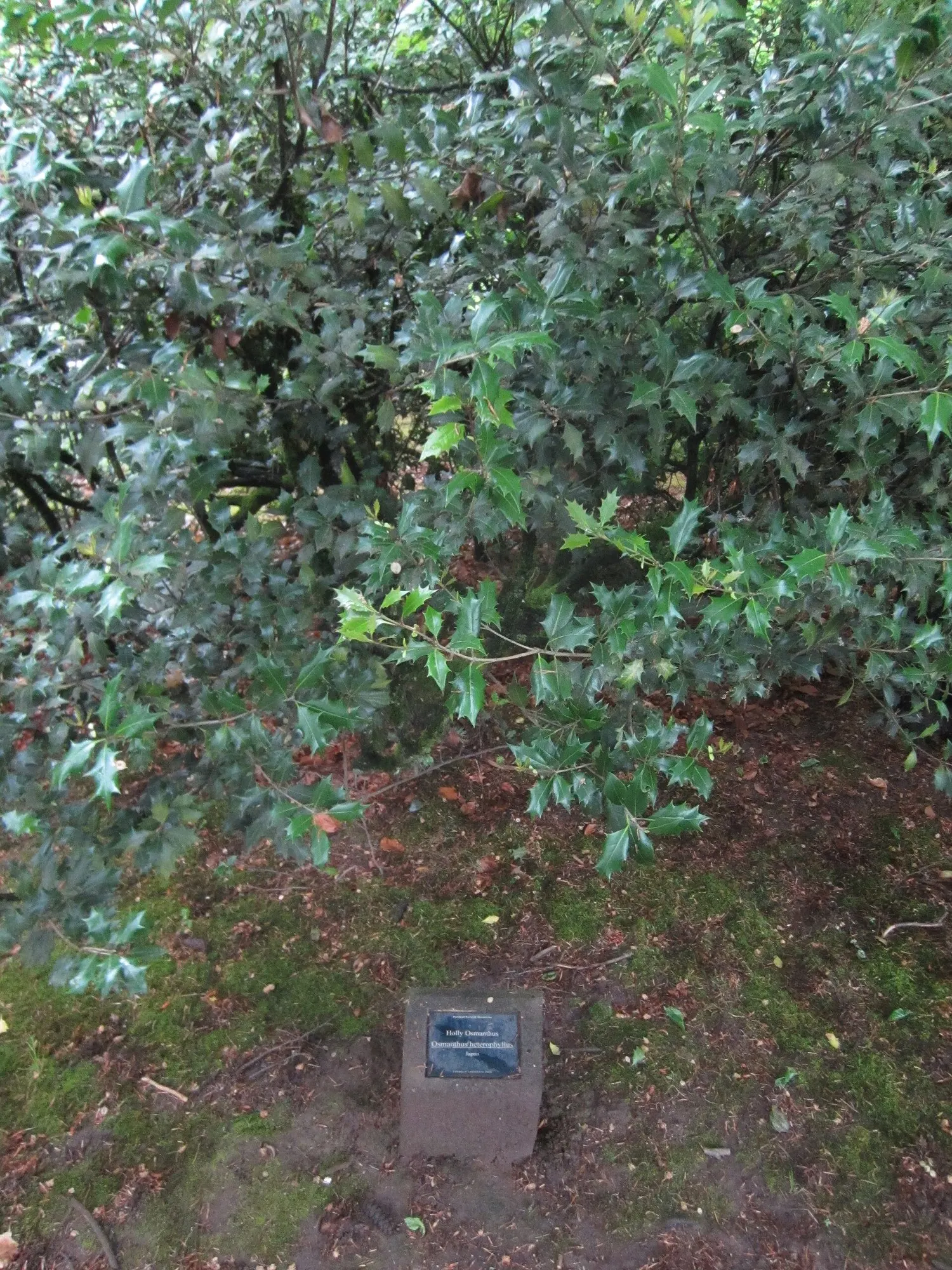 Round-Leaf Tea Olive. (Osmanthus heterophyllus 'Rotundifolius') — These blossoms occasionally give way to subtle, blue-black fruits, adding further interest