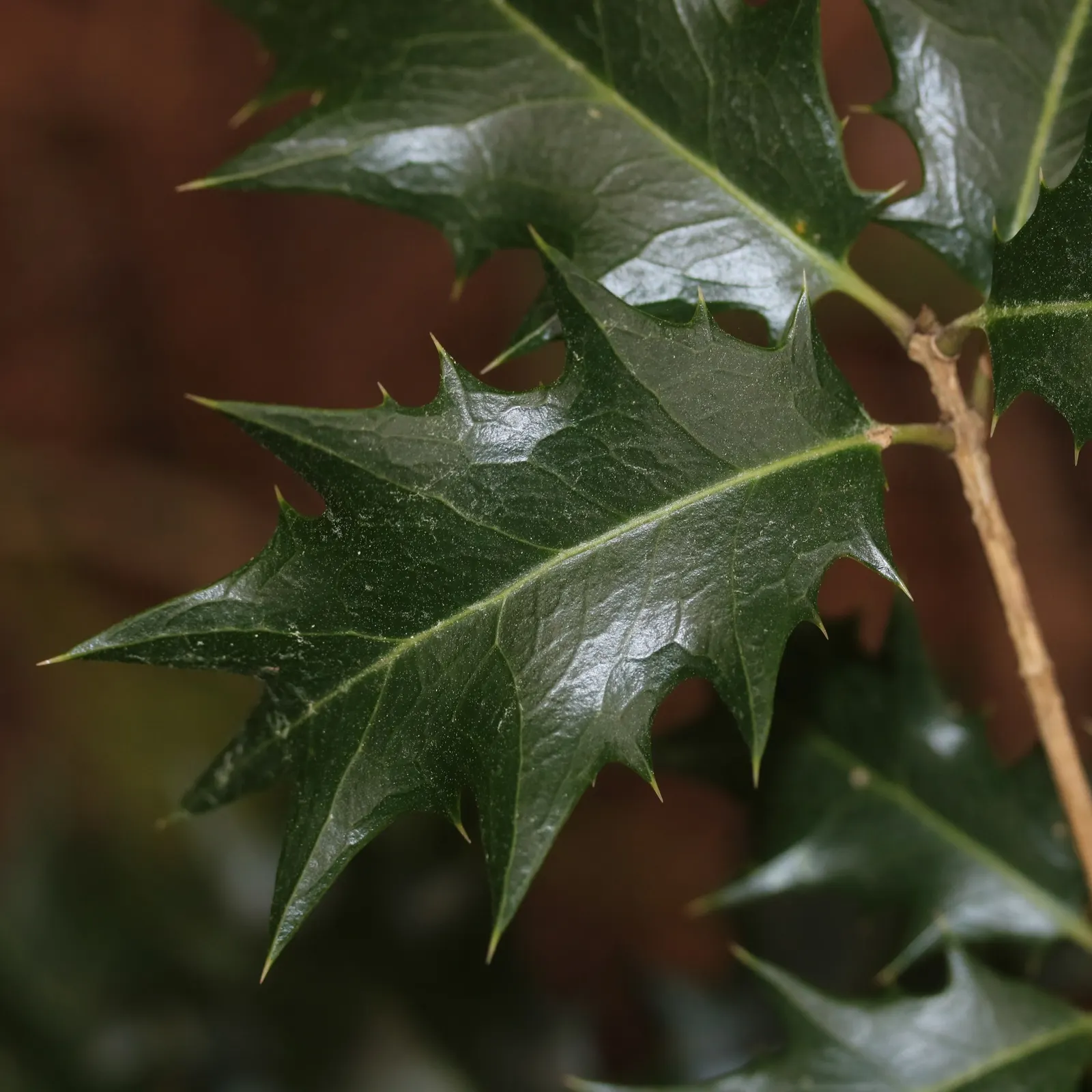 Round-Leaf Tea Olive. (Osmanthus heterophyllus 'Rotundifolius') — It is hardy in USDA zones 7 to 9