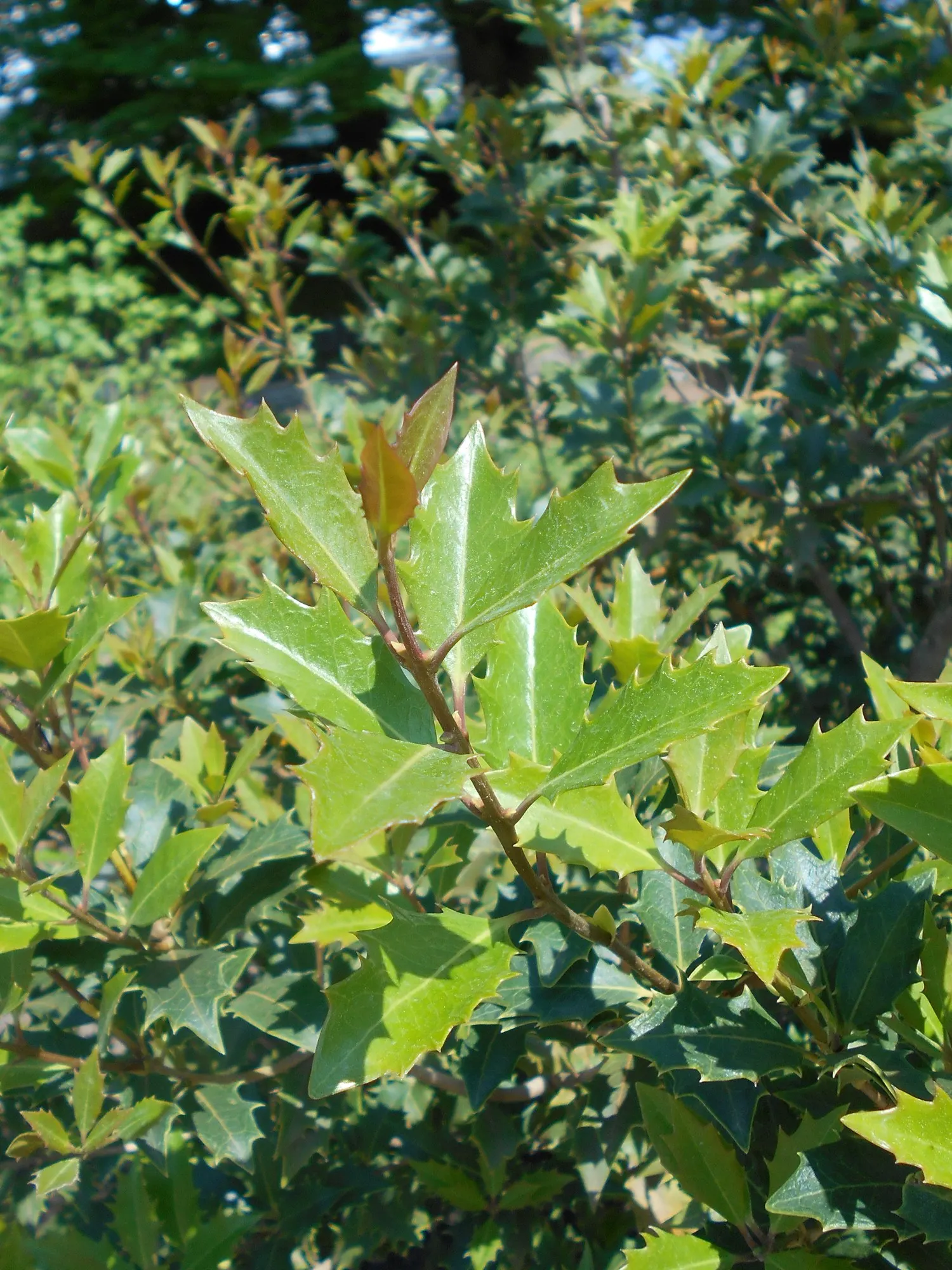 Round-Leaf Tea Olive. (Osmanthus heterophyllus 'Rotundifolius') — is a noteworthy evergreen addition to any landscape design