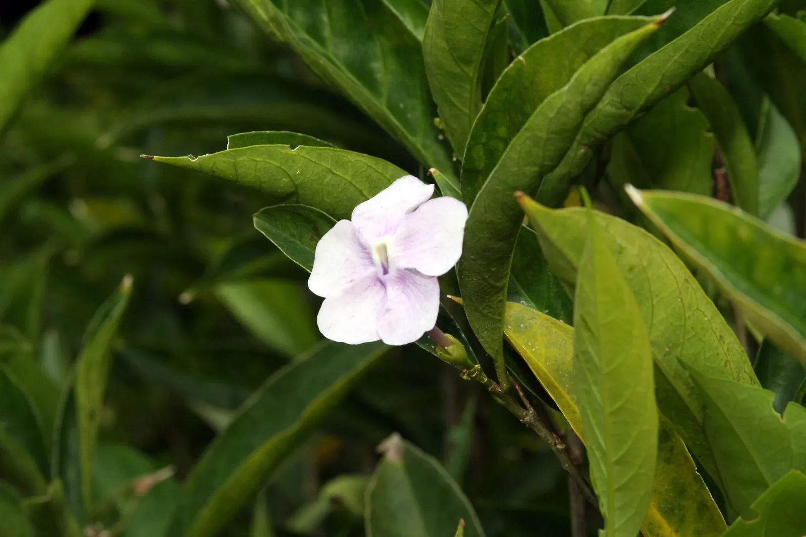 Yesterday-Today-And-Tomorrow (Brunfelsia Pauciflora) — The Yesterday-Today-and-Tomorrow (Brunfelsia pauciflora) is a captivating evergreen shrub, image 49