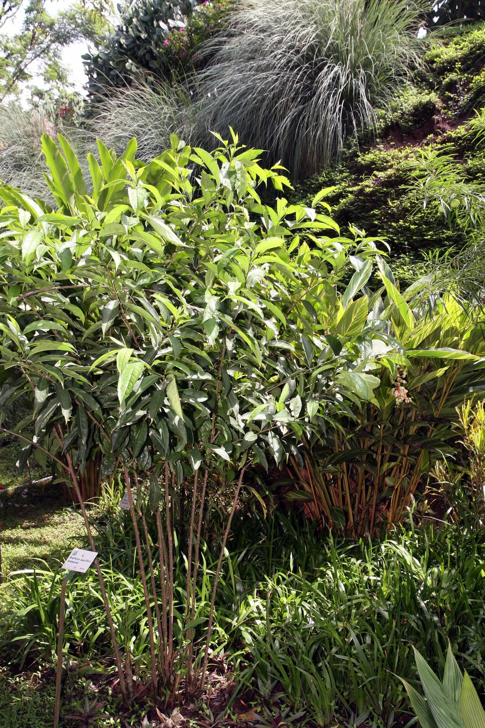 Yesterday-Today-And-Tomorrow (Brunfelsia Pauciflora) — the Brunfelsia pauciflora thrives best when planted in well-drained soil enhanced with, image 86