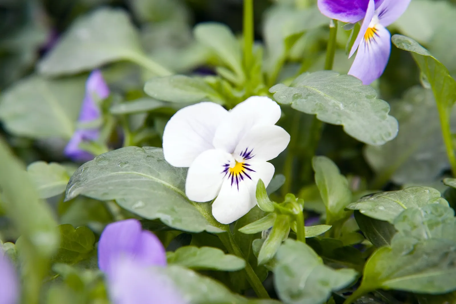 Yesterday-Today-And-Tomorrow (Brunfelsia Pauciflora) — The Yesterday-Today-and-Tomorrow (Brunfelsia pauciflora) is a captivating evergreen shrub, image 97