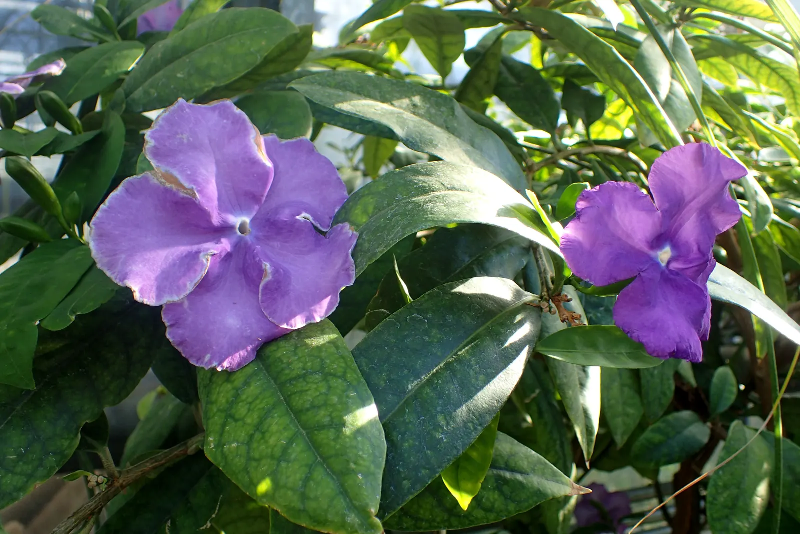 Yesterday-Today-And-Tomorrow (Brunfelsia Pauciflora) — famed for its trio of fragrant blooms that change color‚Äîpurple (yesterday); and finally, image 122