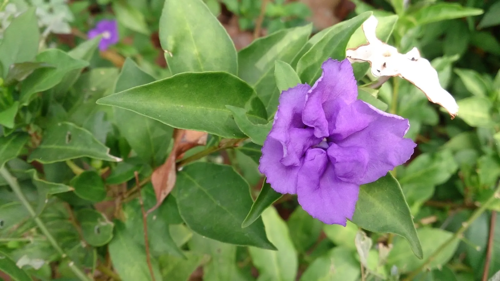 Yesterday-Today-And-Tomorrow (Brunfelsia Pauciflora) — It is ideally situated in an area that receives filtered sunlight or partial shade; commonly, image 63