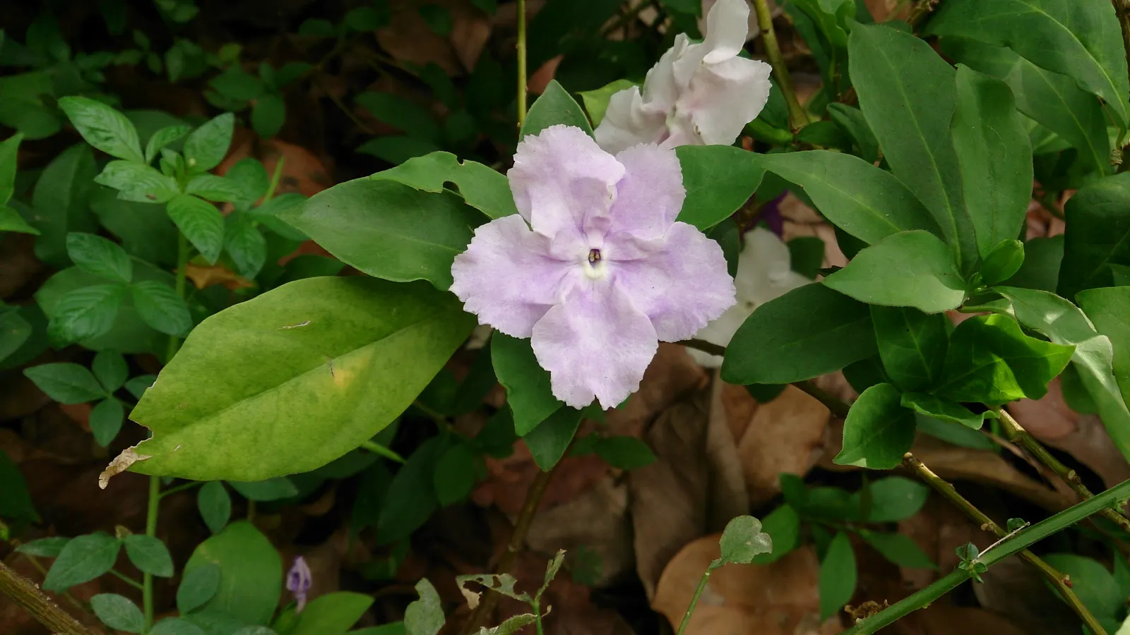 Yesterday-Today-And-Tomorrow (Brunfelsia Pauciflora) — shrub with multi-colored and violet blooms; the Brunfelsia pauciflora thrives best when, image 71
