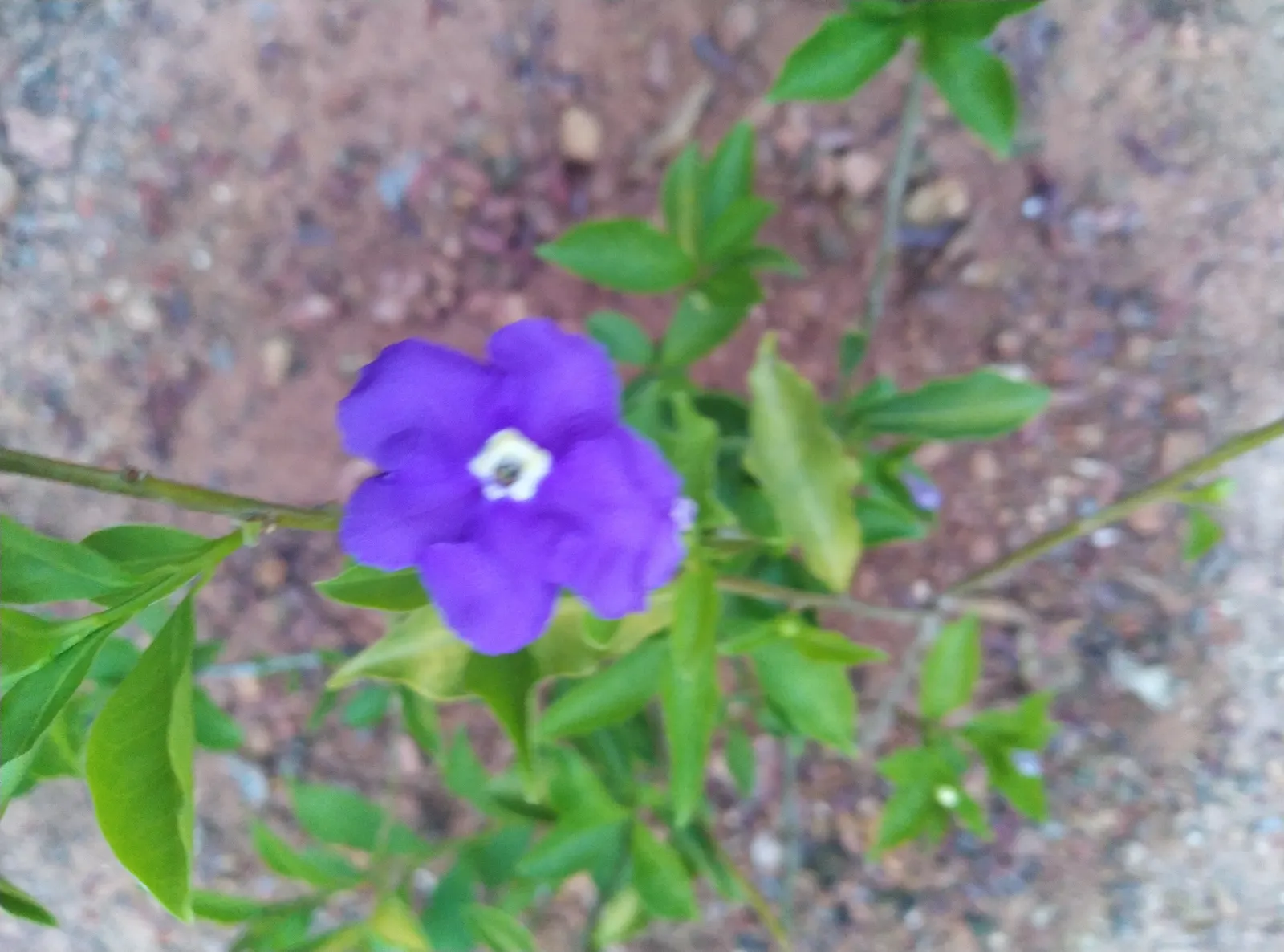 Yesterday-Today-And-Tomorrow (Brunfelsia Pauciflora) — offering a multisensory experience of fragrant flowers and dynamic color transformations in, image 117